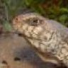 DesertIguana